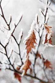 Das Wachstum steht still, wie im Winterschlaf. (Bild: Getty)