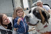 Die kleine Mara (2) möchte den Bernhardiner am liebsten mit nach Hause nehmen. Sie war gestern gemeinsam mit ihrer Mama Silvia Del Don bei der Aktion der Fondation Barry auf dem Kapellplatz in Luzern. (Bild Pius Amrein)