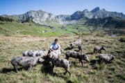 Die Wildschweine scheinen sich auf der Alp Selez wohl zu fühlen. (Bild: Urs Flüeler/Keystone (Bürglen, 29. August 2017))