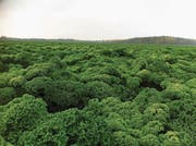 Kale-Feld