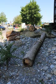 Die Migros errichtete beim Einkaufscenter Surseepark einen Lebensraum für Wildbienen mit verschiedenen Nistplätzen. (Bild: PD)