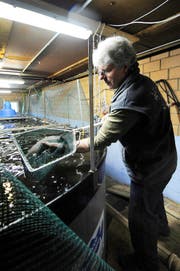 Vorreiter: Josef Kilchmann mästet seit 2011 Edelfische, so genannte Bachtellachse, im ehemaligen Schweinestall. (Archivbild Neue LZ)