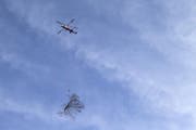 Die Bäume wurden mit dem Helikopter ausgeflogen. (Bild: Keystone (16.11.2017))