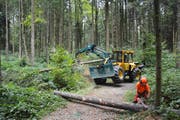 Mitarbeiter des Stadtforstamts bei der Durchforstung und Waldpflege im Roterwald. Bild: Stadtforstamt (Reussbühl, 4. September 2016)