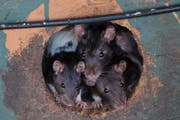 Rattenplage im Tierheim: Eine Auffangstation für Tiere im amerikanischen Fruitport, Michigan, wurde deswegen geschlossen. Kaninchen, Enten und Katzen wurden in andere Heime verfrachtet (5. Juni 2015). (Bild: Keystone)