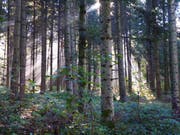 Die Korporation Hüswil (Gemeinde Zell) entschied, ihre Waldgrundstücke zu verkaufen und ihr Vermögen der Gemeinde Zell zu übertragen (Symbolbild). (Bild: Leserbild Josef Habermacher)