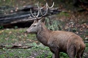 Dieser Hirsch im Hirschpark Luzern wird im Gegensatz zu seinen Artgenossen im Entlebuch nicht gejagt. (Bild: Pius Amrein / LZ (19. Oktober 2015))
