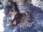 Mutig gestartet, aber noch nicht sehr souverän gelandet: Bartgeier Sempach II bei seinen ersten Flugübungen (Bild: Fotofalle Stiftung Bartgeier)