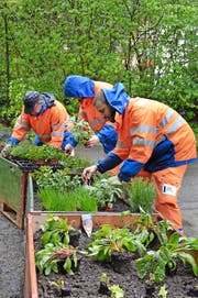 Urban Gardening im Bruchmattobel: Arbeiter beim Bepflanzen der Palettenhochbeete des mobilen Gemüsegartens. (Bild Sandra Monika Ziegler)