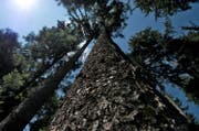 Die Waldbewirtschaftung ist eine der Aufgaben von Korporationen. (Bild: Nadia Schärli//Neue LZ)