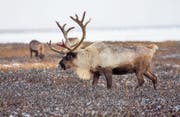 Die Nasen von Rentieren sind regelrechte Durchlauferhitzer. (Bild: Igor Novikov/AP (Yamal-Region, 25. Oktober 2016))