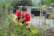 Mario Bucher (25) pflanzt Gemüse im Schrebergarten Neuhof in Emmenbrücke. (Bild: Dominik Wunderli / Neue LZ)