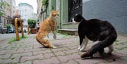 Istanbul: Stadt der Katzen. Viele Einwohner sehen die Strassenkatzen als Symbol von Chaos, Kultur und Einzigartigkeit. (Bild: PD)