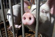 Nicht alle Obwaldner Schweine werden gut gehalten. (Symbolbild Werner Schelbert/Neue ZZ)