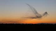 Das Siegerbild 2017: Ein wogender Starenschwarm, der die Form eines gigantischen Vogels annimmt. (Bild: Daniel Biber)