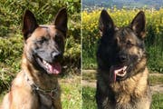 Dieswe Fahndungsspezialisten hatten den richtigen Riecher: Die Polizeihunde Django und Inouk. (Bild: Luzerner Polizei)