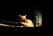 Dieser Fuchs hat es sich bei Familie Michel in Zug gemütlich gemacht. (Leserbild Alexander Michel)