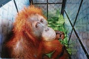 Orang-Utan Leuser bei der Ankunft in der Rettungsstation an einem geheimen Ort nahe Medan. (Bild: Urs Wälterlin)
