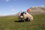 So sehen die Kamera-Schafe auf den Färöer-Inseln aus. (Bild: Visitfaroeislands.com)