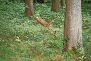 Bis Ende November dürfen Rehe gejagt werden.