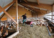 An der frischen Luft und doch geschützt: Die Hühner von Peter Werder im überdachten Aussenstall.Bild: Stefan Kaiser (16. November 2016)