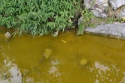 Im Bielbach sind aufgrund einer Verschmutzung auf einer Strecke von über 3 Kilometer sämtliche Fische veendet. (Bild: Luzerner Polizei (Ruswil, 20. Juli 2017))