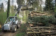 Nach wie vor grünt es im Wald – trotz Warnstufe 3. (Bild: Boris Bürgisser (Frauenthal, 11. April 2017))