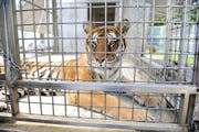 Eine Tigerin in einem Käfig. (Symbolbild Neue LZ)