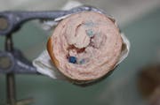 Ein vergifteter Tierköder (Symbolbild). (Bild: Kantonspolizei Uri (Archiv))