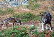 Wolfsnachwuchs im Walliser Augstbordgebiet. Diese Tiere tappten im Herbst 2016 in eine Fotofalle. (Bild: Gruppe Wolf Schweiz)