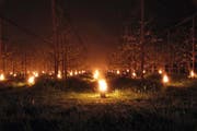 Auf dem Hotzenhof in Deinikon brannten zum Wärmen der Chriesibäume in zwei Nächten rund 320 Paraffinkerzen. (Bild: Stefan Kaiser/PD)