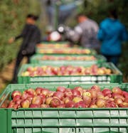 Auch Äpfel werden importiert, um das ganze Jahr Auswahl zu bieten. Bild: Reto Martin (Güttingen, 9. Oktober 2015)