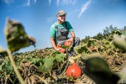 Der orange «Potimarron» gehört zu Toni Stalders Kürbis-Delikatessen. (Bild: Corinne Glanzmann)