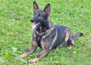 Dieser Polizeihund mit Namen Ivo stoppte einen der beiden Flüchtenden. (Bild: PD)