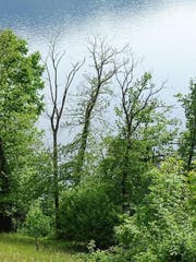 Bereits abgestorbene oder sehr schütter belaubte Edelkastanien im Walchwiler Wald deuten auf Schädlingsbefall hin. (Bild: PD)
