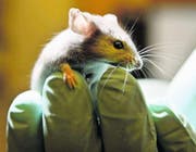 72 Prozent der Tiere für die Versuche in den Laboren sind Mäuse oder Ratten. (Bild: Robert F. Bukaty/AP)