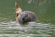 Biber sind in der Schweiz geschützt. Im Kanton Luzern leben rund 50 Tiere. (Bild: Getty)