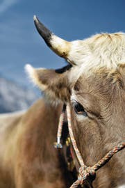 Zwei Kühe haben sich auf Urner Alpen mit BVD infiziert. (Bild: Angel Sanchez (3. Oktober 2009))