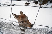 Wie der Schnee den Hirschen im kleinen Hirschgarten in der Schützenmatt gefällt, ist schwer zu sagen. (Bild: Stefan Kaiser (Zug, 12. Dezember 2017))
