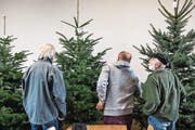 Wer ist der Schönste im ganzen Land? Produzenten begutachten verschiedene Christbäume. (Bild: Nadia Schärli (Römerswil, 14. September 2017))