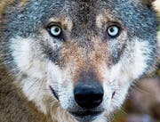 Der Wolf hat in der Zentralschweiz nicht nur Freunde – er muss sich etwa vor Schützen in Acht nehmen, die sich nicht an das Gesetz halten. (Symbolbild: Julian Stratenschulte/Keystone (Mecklenburg-Vorpommern, 2. Jan. 2016))