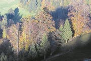 Spiel der herbstlichen Farben und Lichter. (Bild: Manuela Jans-Koch)