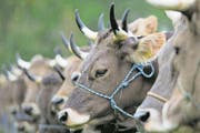 Tiere mit Hörnern sieht man an Viehschauen selten, so auch in Lungern. (Archivbild: Keystone/Sigi Tischler)
