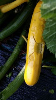 Der Hagelschlag traf die Gartenfrüchte: Ein Hagelkorn hat eine Zucchetti getroffen. (Bild: Leserbild Hans-Peter Beck, Marbach)