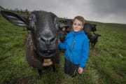 Die Schafe von Jonas und Fabian Amrein. (Bild: Pius Amrein (Sempach, 27.03.2018 ))