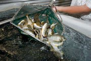 Symbolbild: Fischzuchtanlage. (Bild: Keystone)