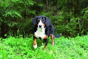 Die Lecky-Trails bieten den Hunden gemügend Sicherheit, sich auszutoben. (Bild: PD)