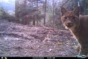 Ein Luchs äugt in die Kameralinse. (Bild: PD)