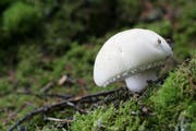 Ein Champignon spriesst im Wald. (Bild: pd)