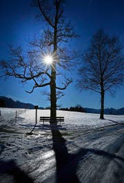 Die Friedenseiche im Früebüel erinnert an das Ende des Zweiten Weltkriegs in Europa. (Bild: Stefan Kaiser / Neue ZZ)